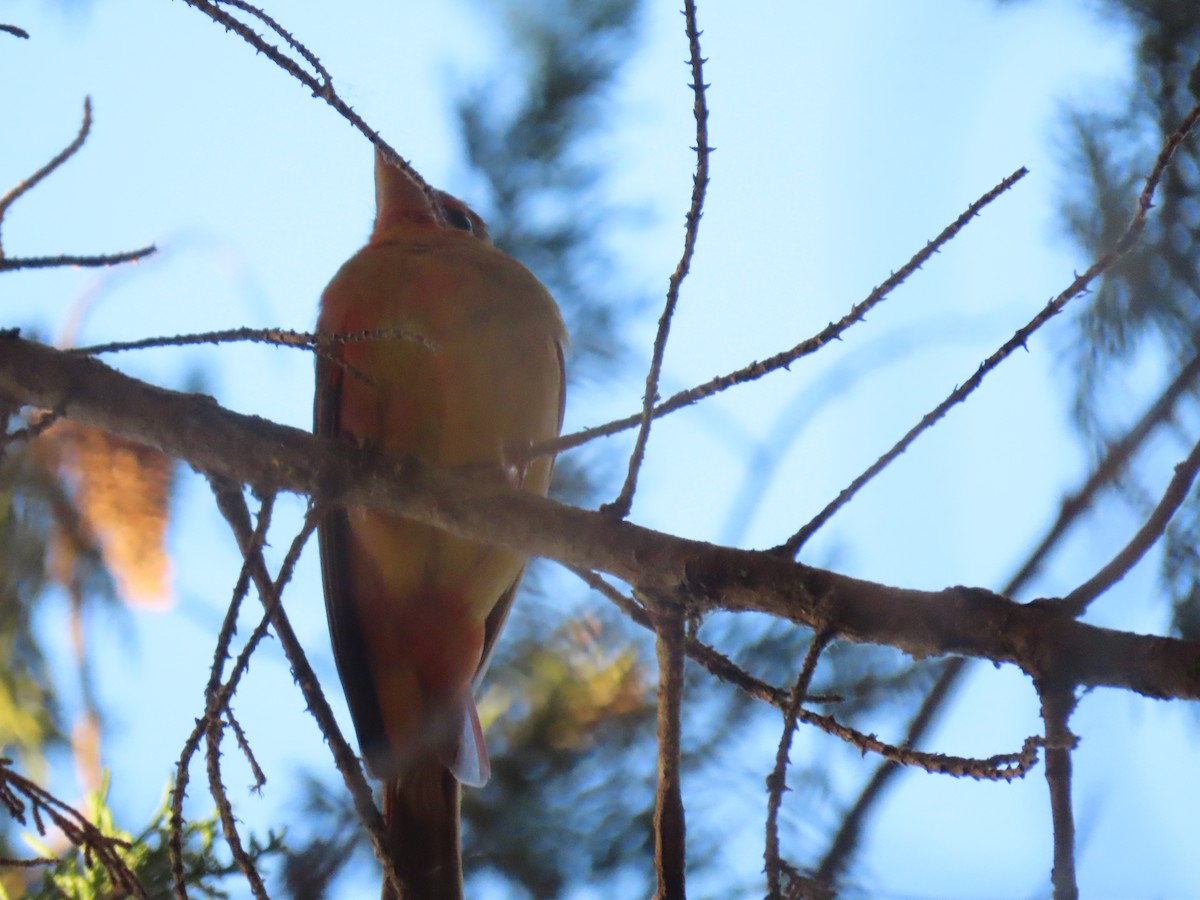 Summer Tanager - Anonymous