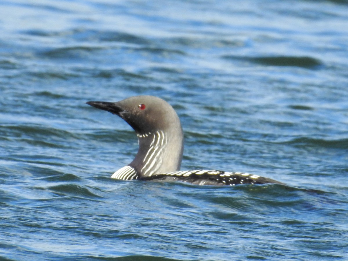 Pacific Loon - ML209047141