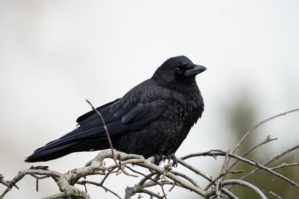 American Crow - ML209047441