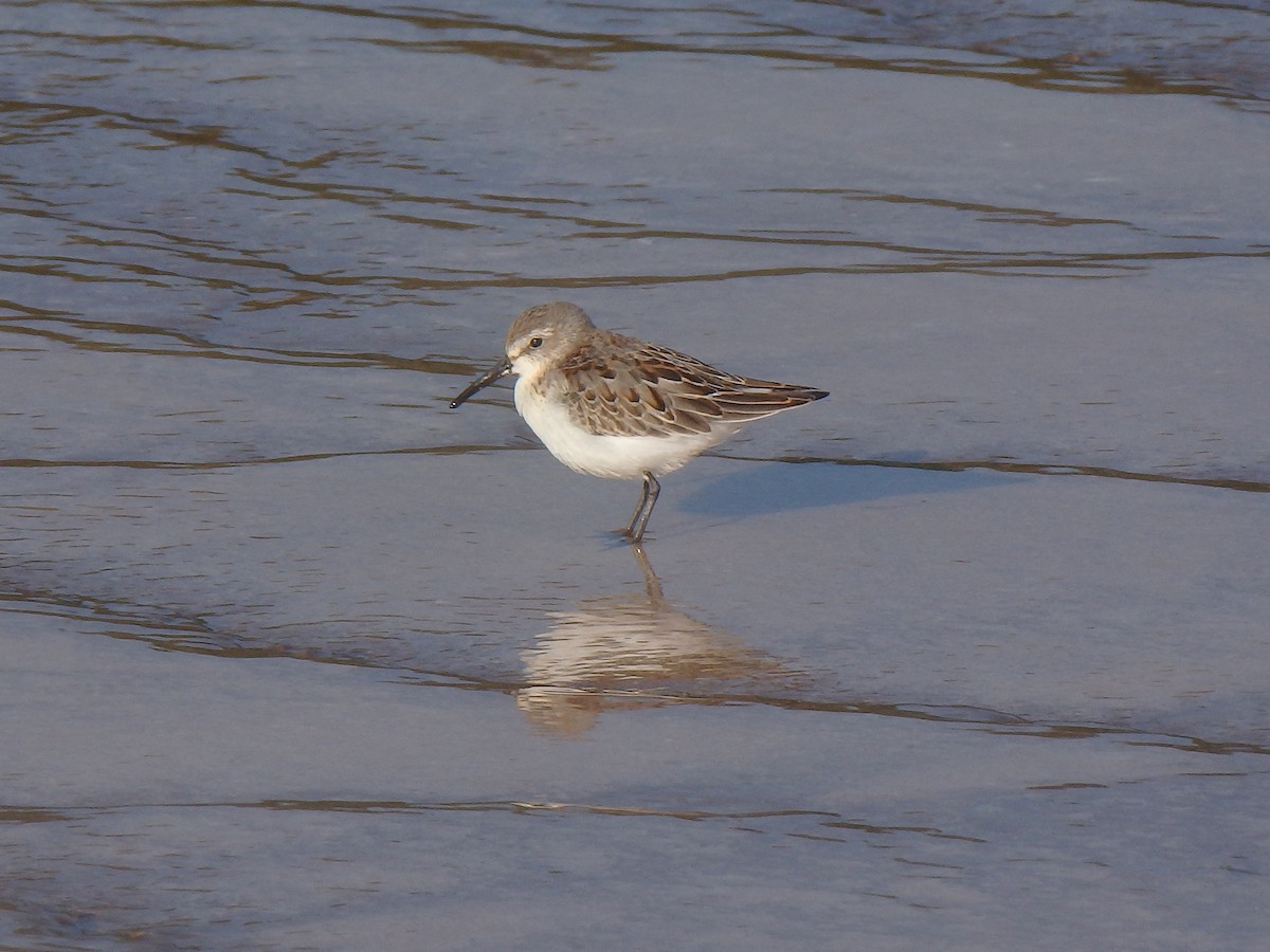 Western Sandpiper - ML209047861