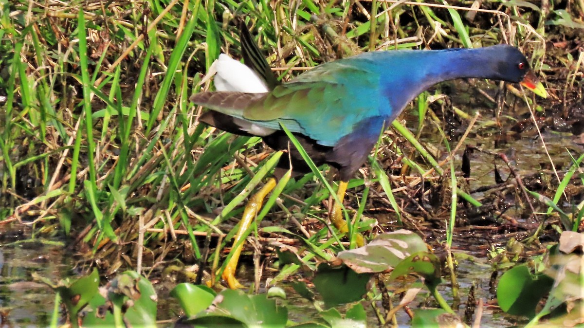 Purple Gallinule - Ronald Breteler