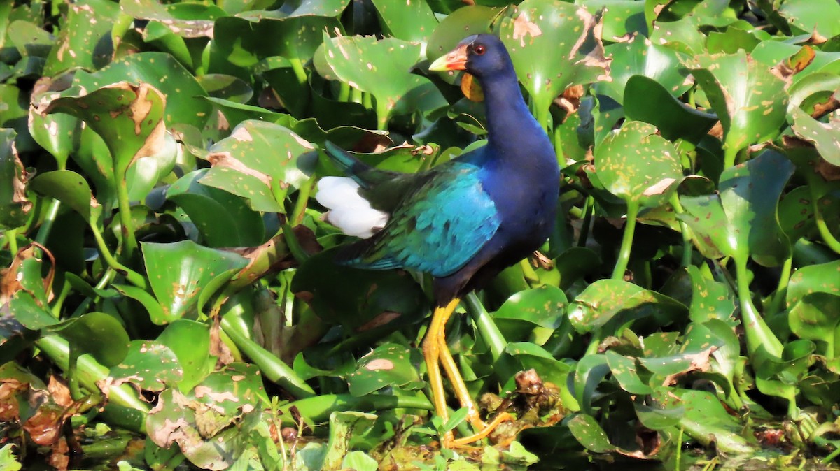 Purple Gallinule - ML209049911