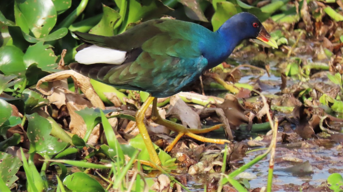 Purple Gallinule - Ronald Breteler