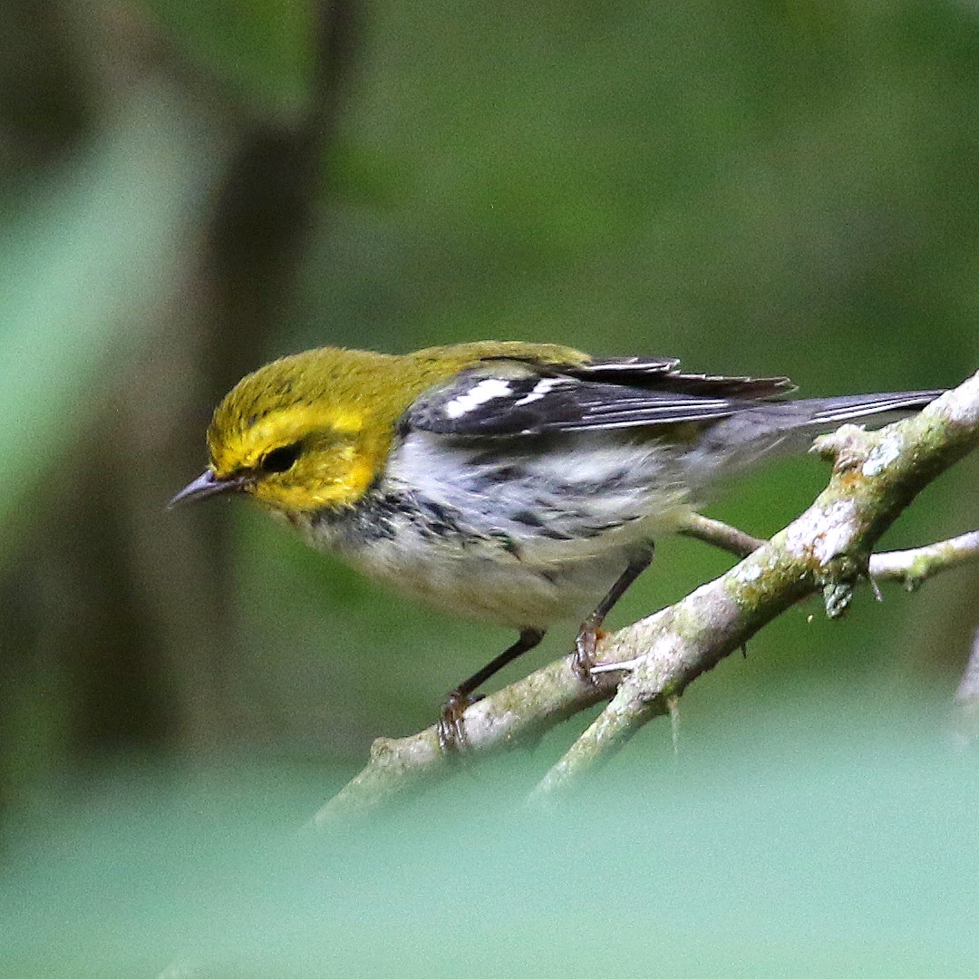 Black-throated Green Warbler - ML209050851