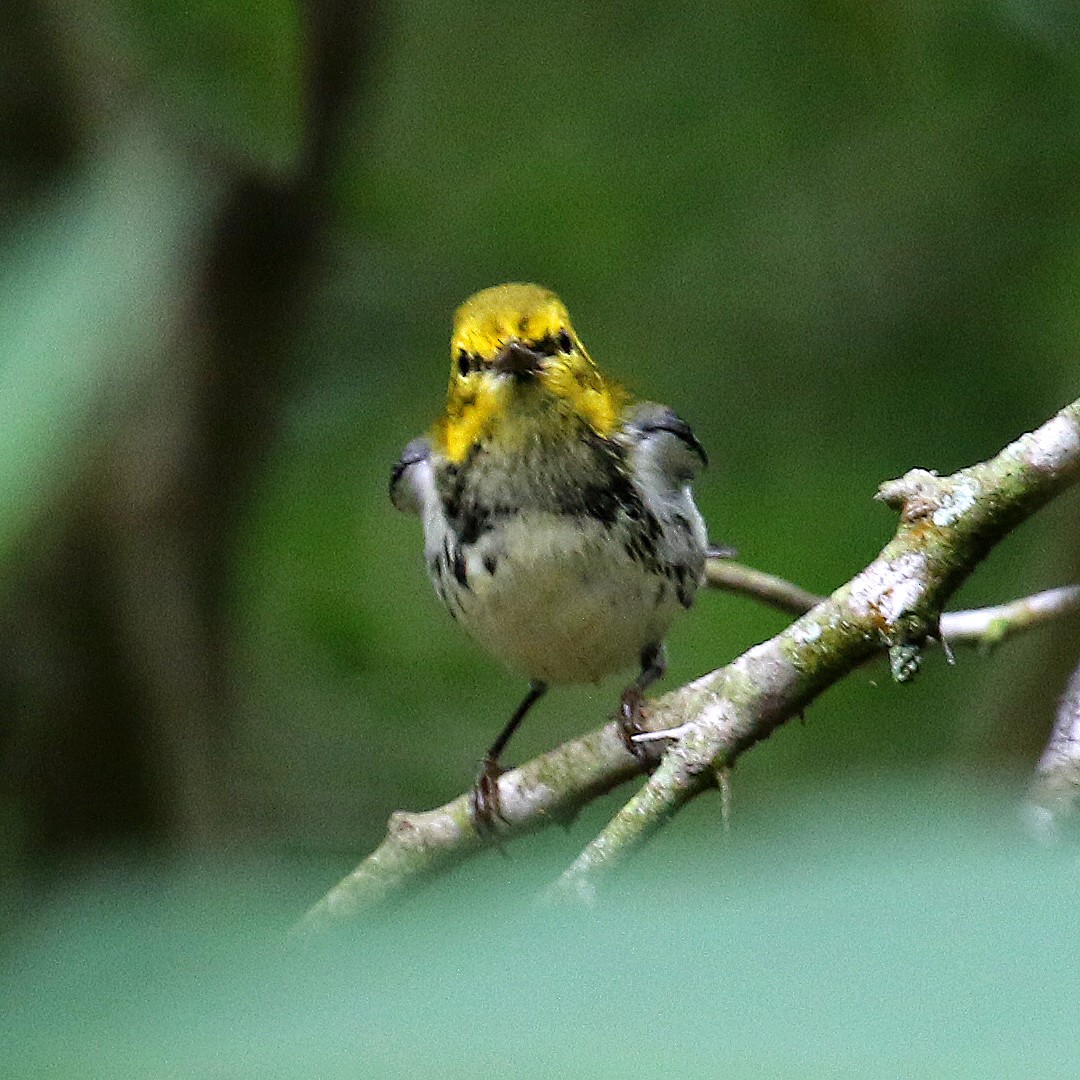 Black-throated Green Warbler - ML209050861