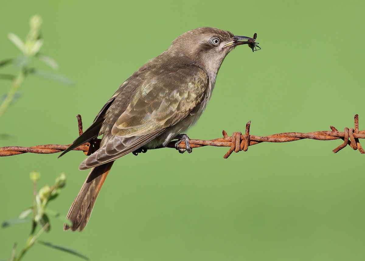 Horsfield's Bronze-Cuckoo - ML209053361