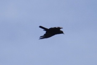 American Crow - ML209053831