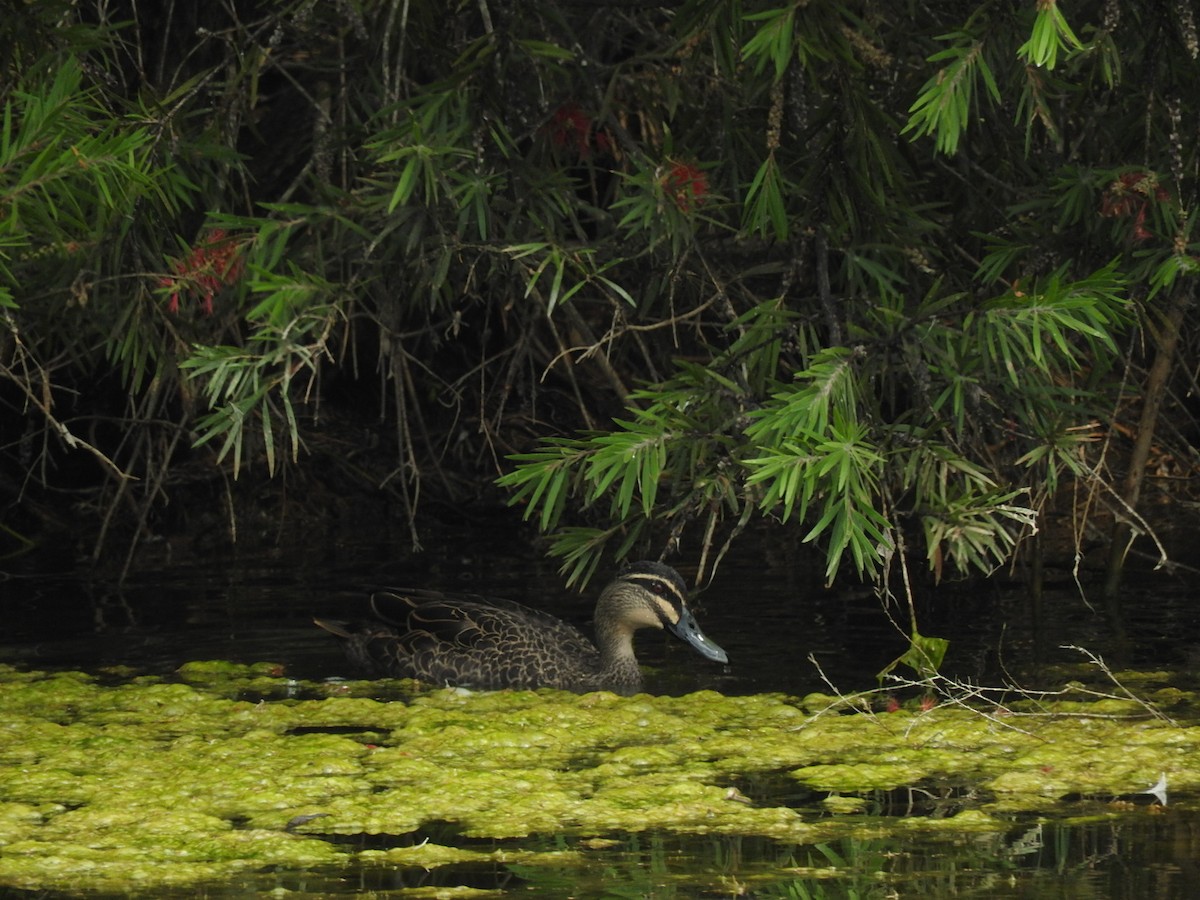 Pacific Black Duck - ML209053851