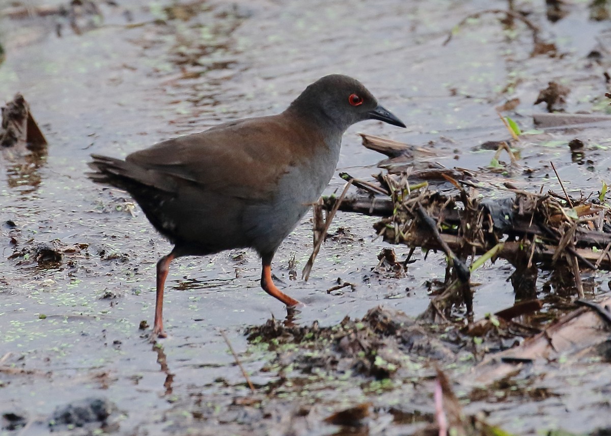 Spotless Crake - ML209054251