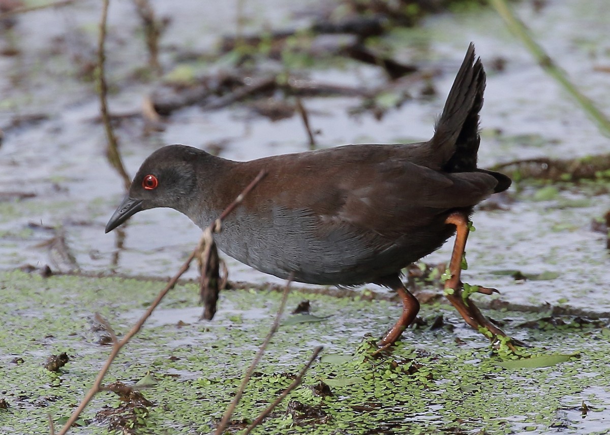 Spotless Crake - ML209054261