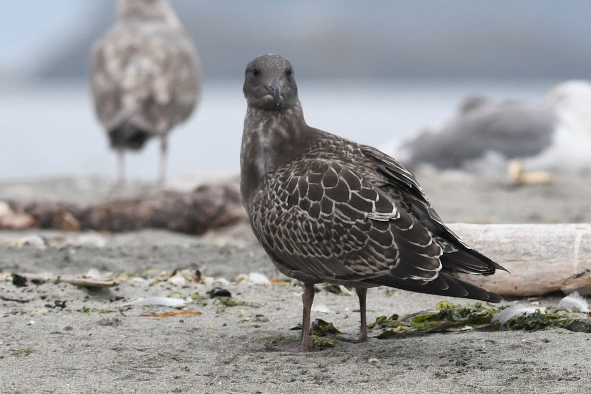 Western Gull - ML209056031