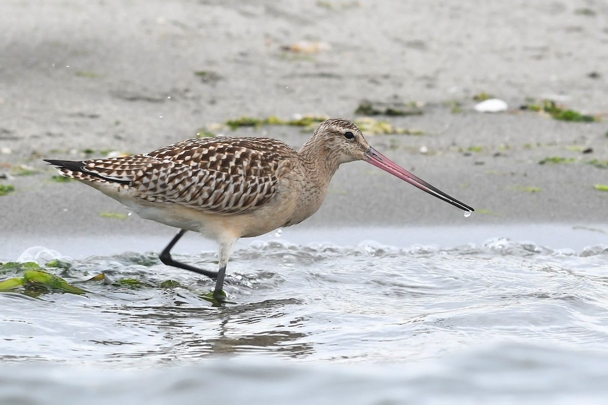 Bar-tailed Godwit - ML209056161