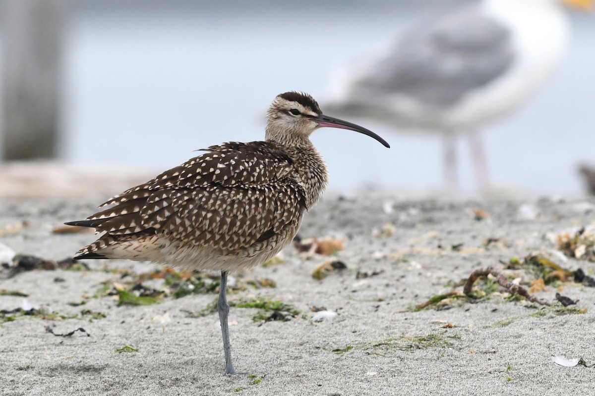 Whimbrel (Hudsonian) - David M. Bell