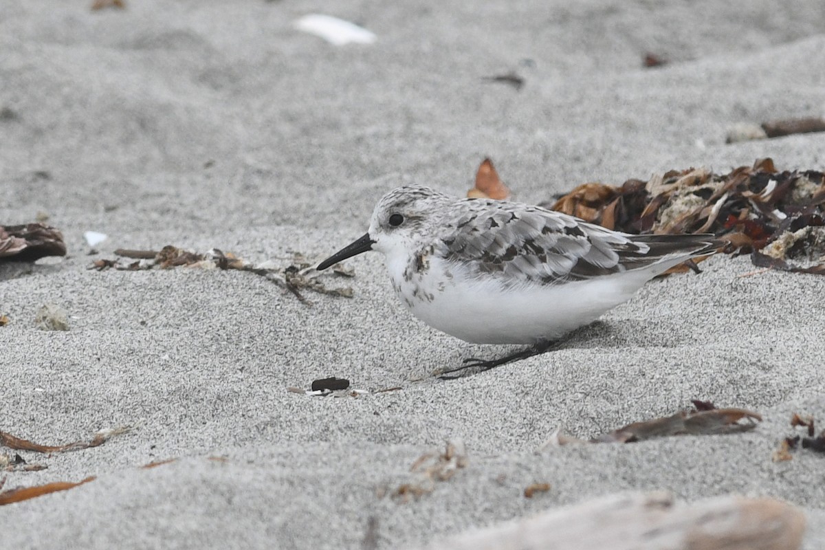 Sanderling - ML209056231