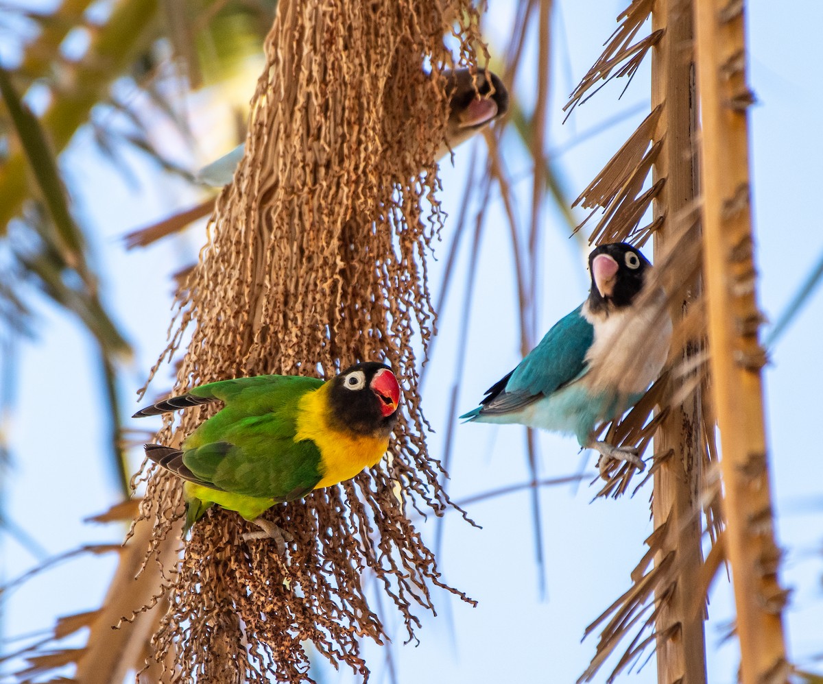 Yellow-collared Lovebird - Mary McSparen