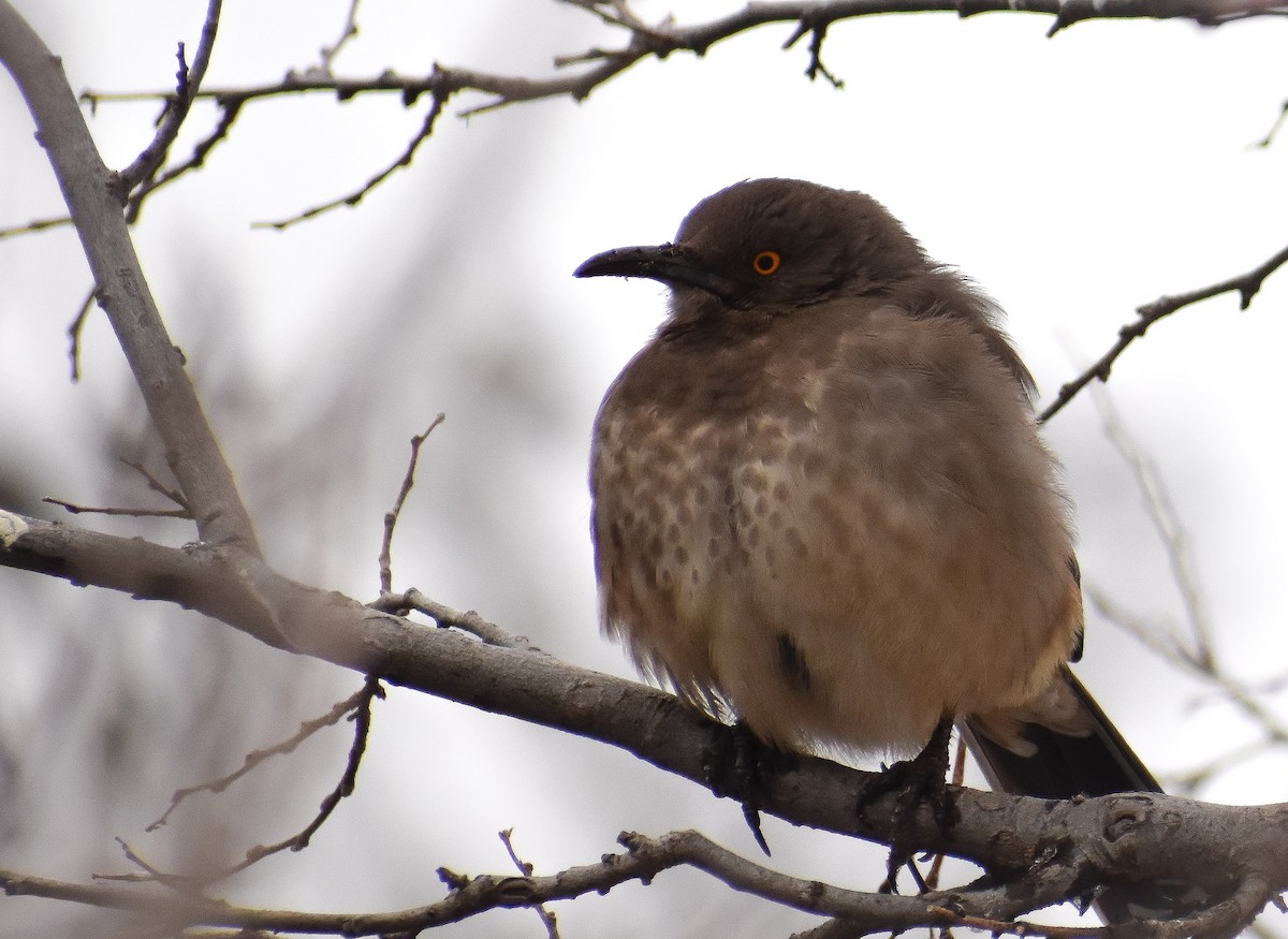 Curve-billed Thrasher - ML209058831