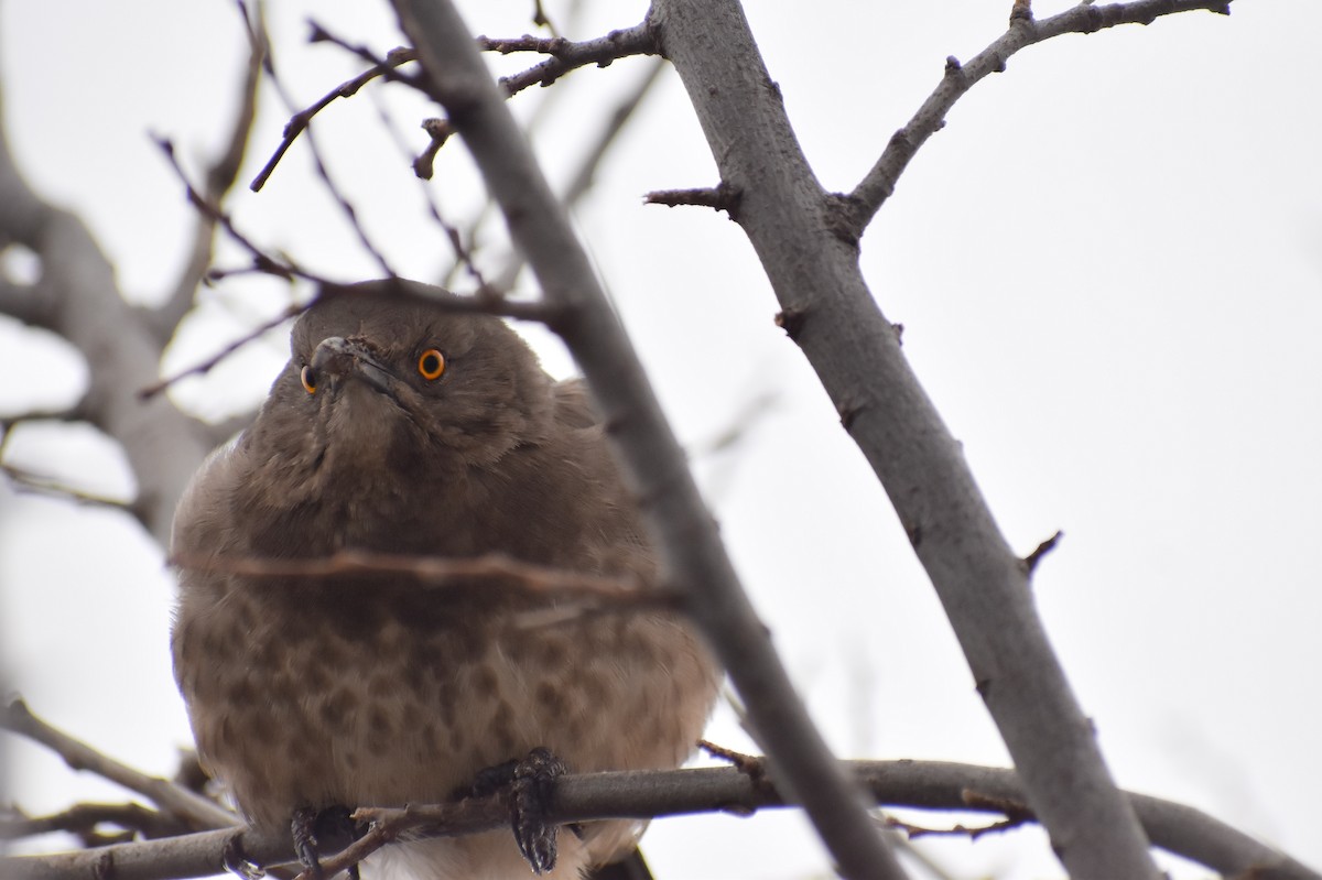 Curve-billed Thrasher - ML209058851