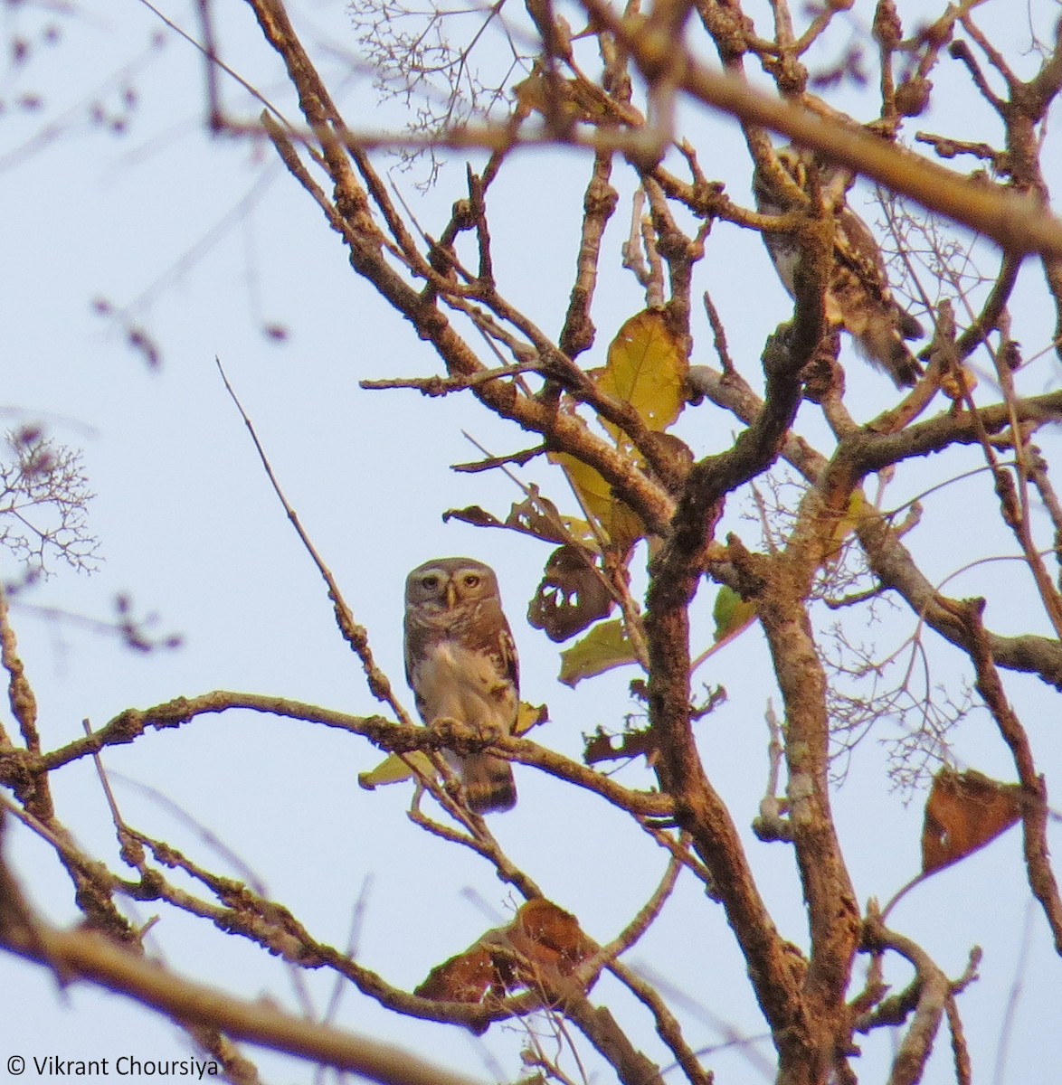Forest Owlet - ML209059461