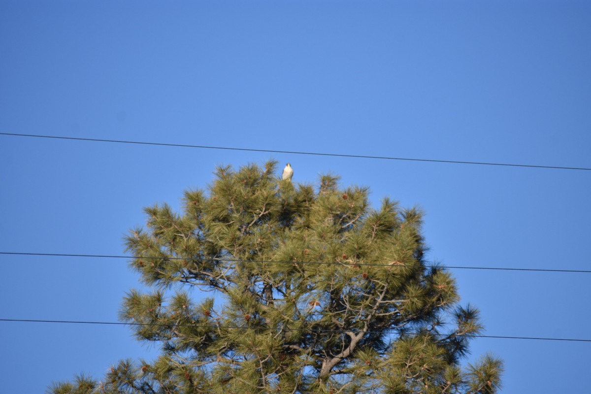 Peregrine Falcon (North American) - ML209059981