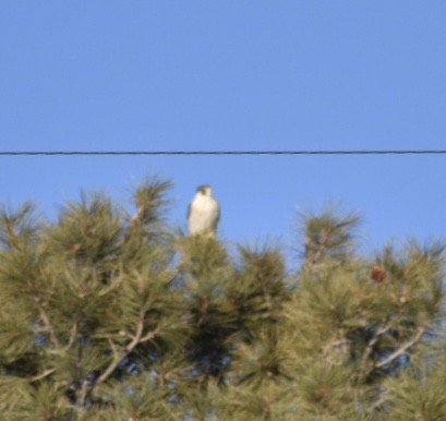 Peregrine Falcon (North American) - ML209059991