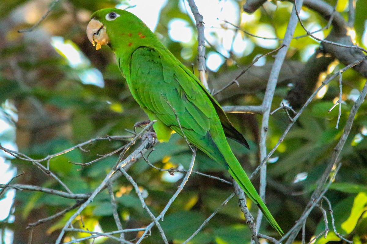 aratinga červenoskvrnný - ML209060751