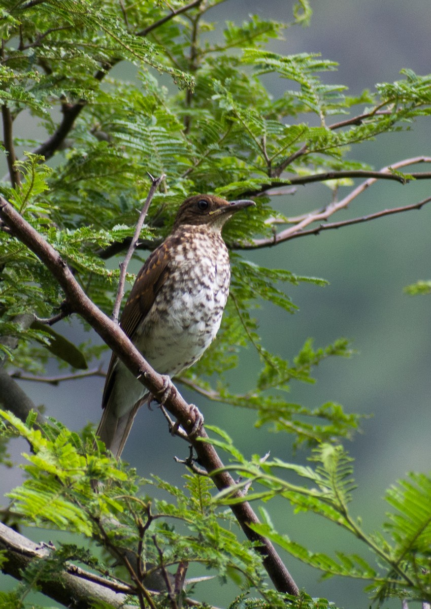 Marañon Thrush - ML209061551