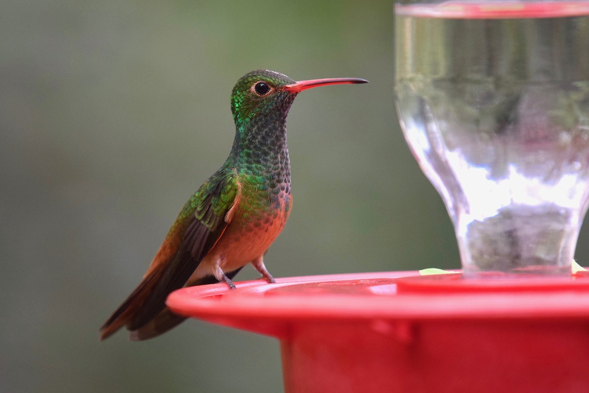 Buff-bellied Hummingbird - ML209062571