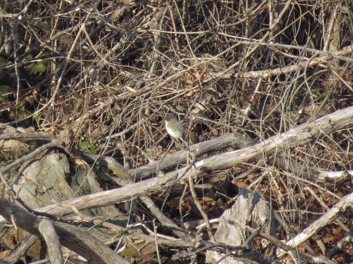 Eastern Phoebe - ML20906271