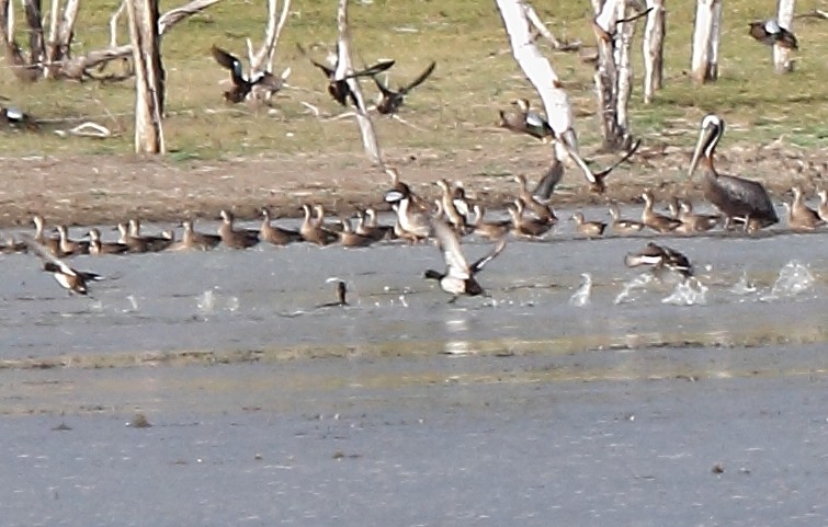 Northern Pintail - ML209062901