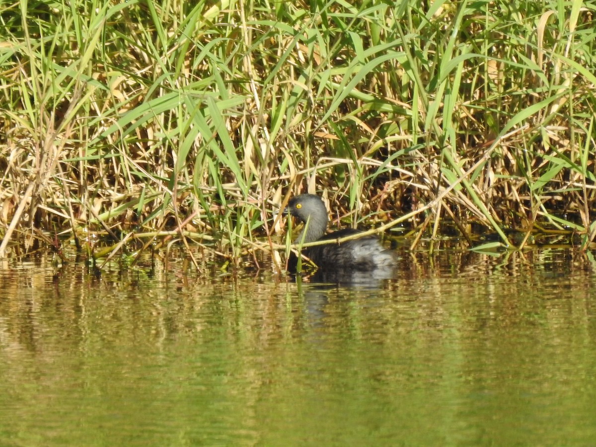 Least Grebe - Gabriel Cordón