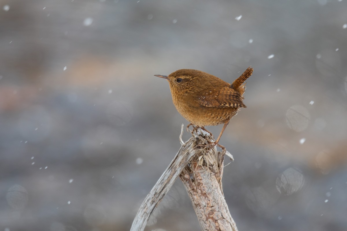 Pacific Wren - Robert Raker