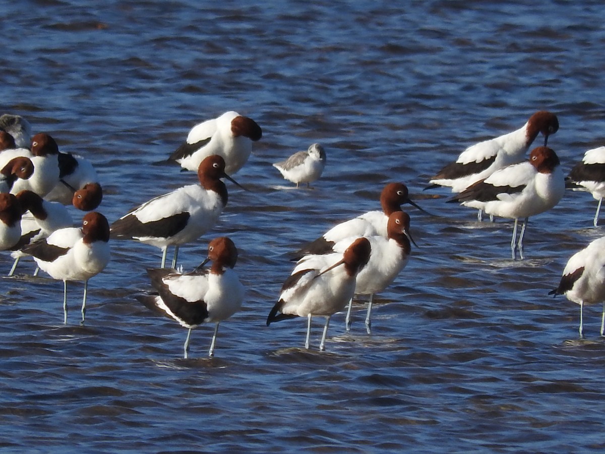 Marsh Sandpiper - ML209065351