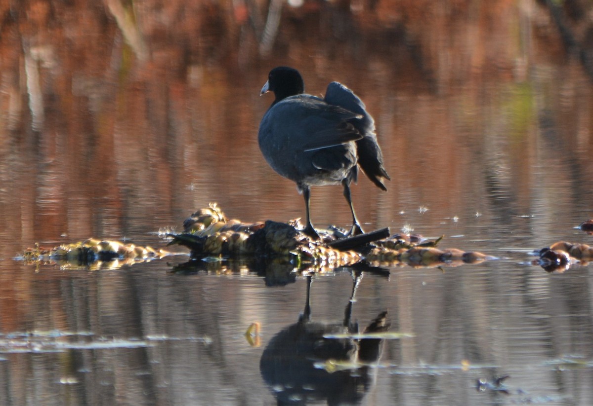 American Coot (Red-shielded) - Steve Mierzykowski