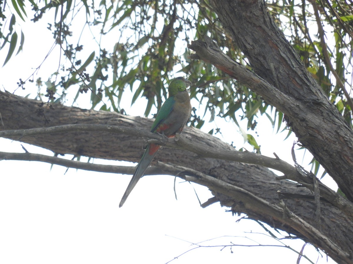 Perico Capelo - ML209066371