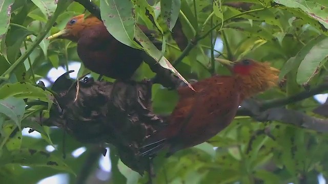 Chestnut-colored Woodpecker - ML209068021