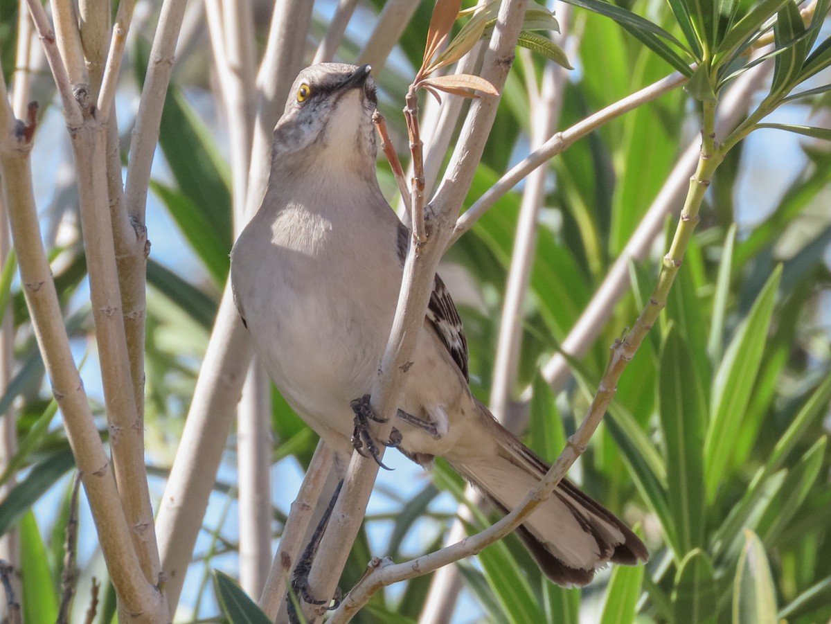 Northern Mockingbird - Barry Langdon-Lassagne