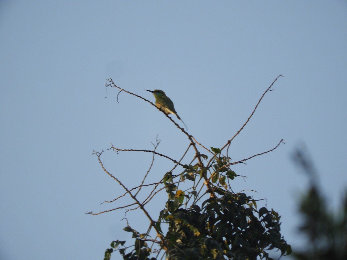 Asian Green Bee-eater - Dayani Chakravarthy