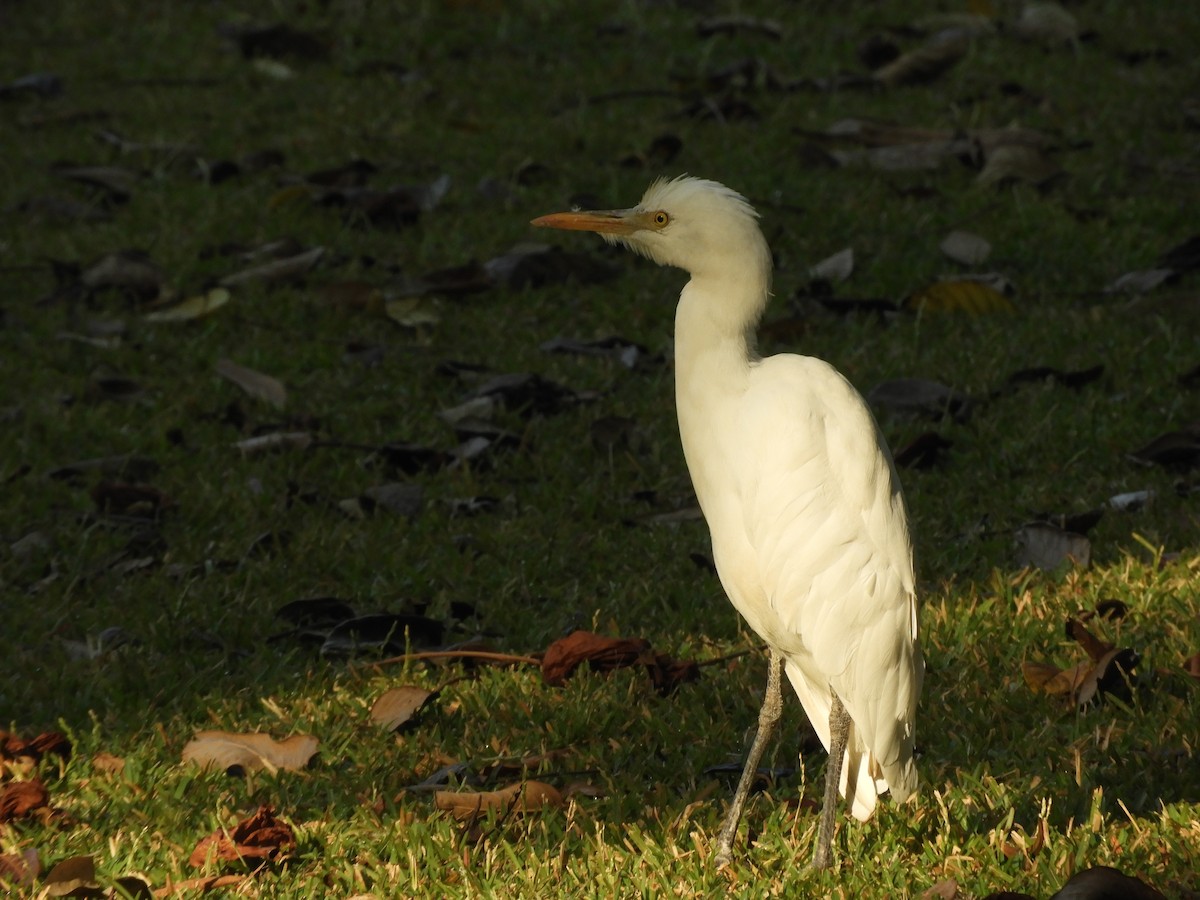 Eastern Cattle Egret - ML209072151