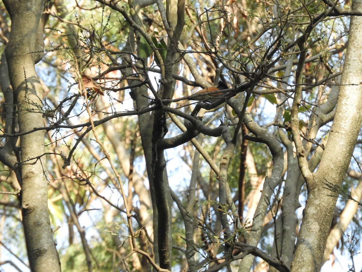 Indian Paradise-Flycatcher - Dayani Chakravarthy