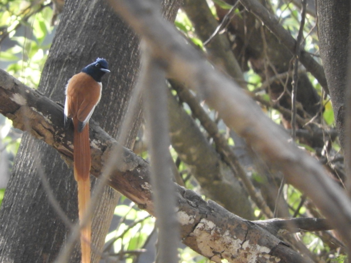 Indian Paradise-Flycatcher - Dayani Chakravarthy