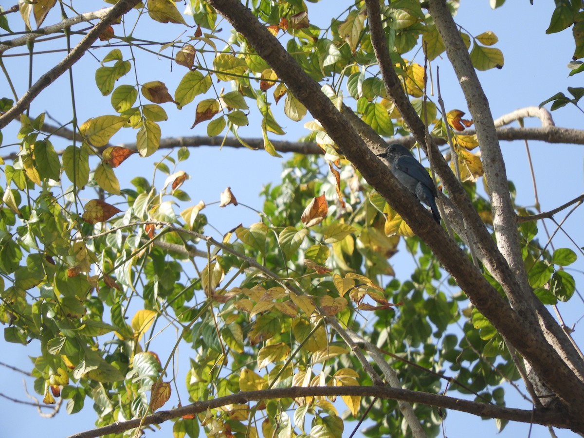 Verditer Flycatcher - Dayani Chakravarthy