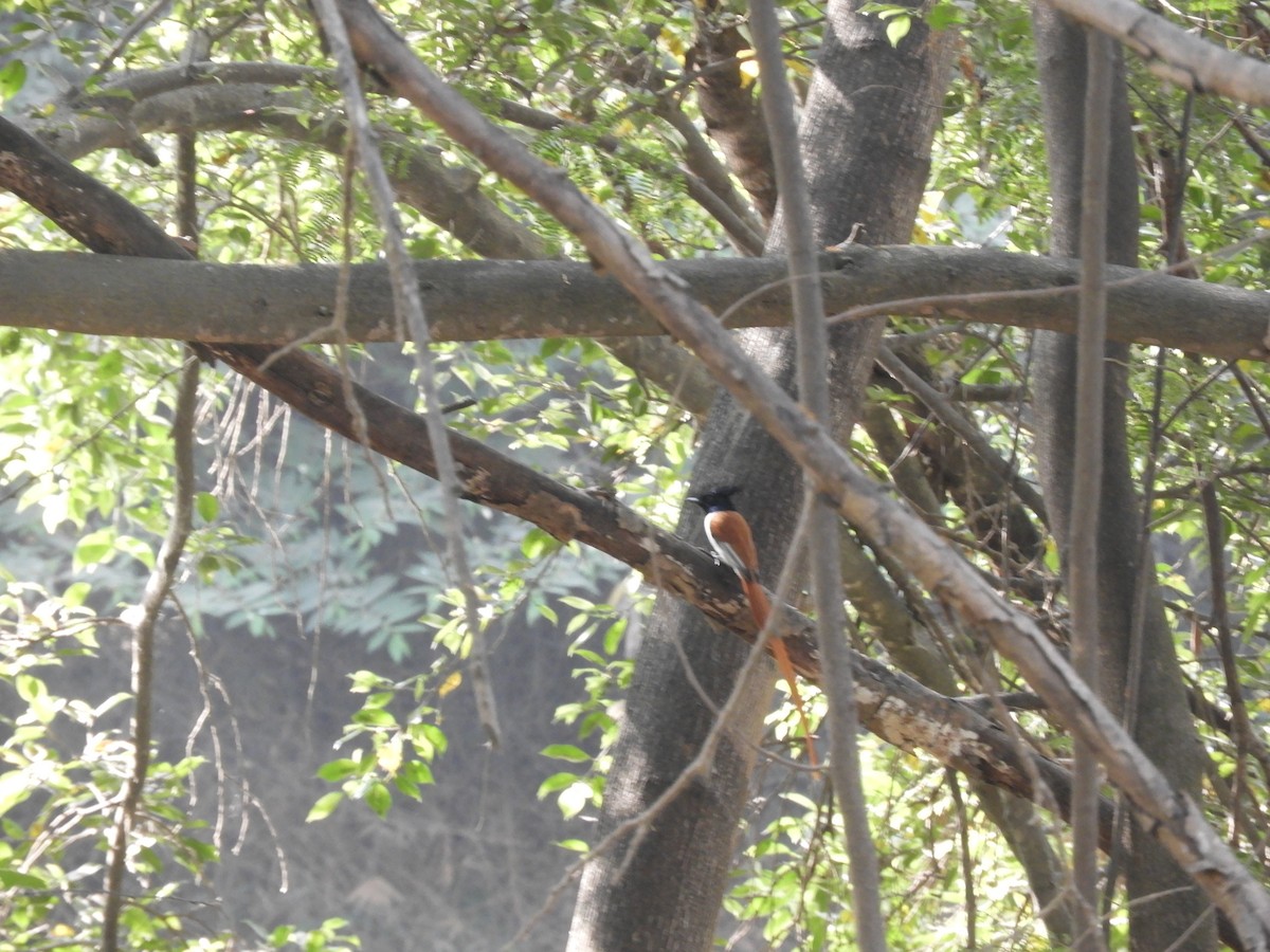 Indian Paradise-Flycatcher - Dayani Chakravarthy