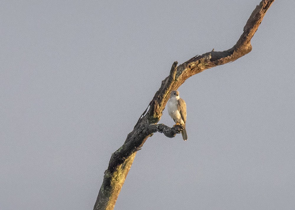 Gray Goshawk - ML209075751