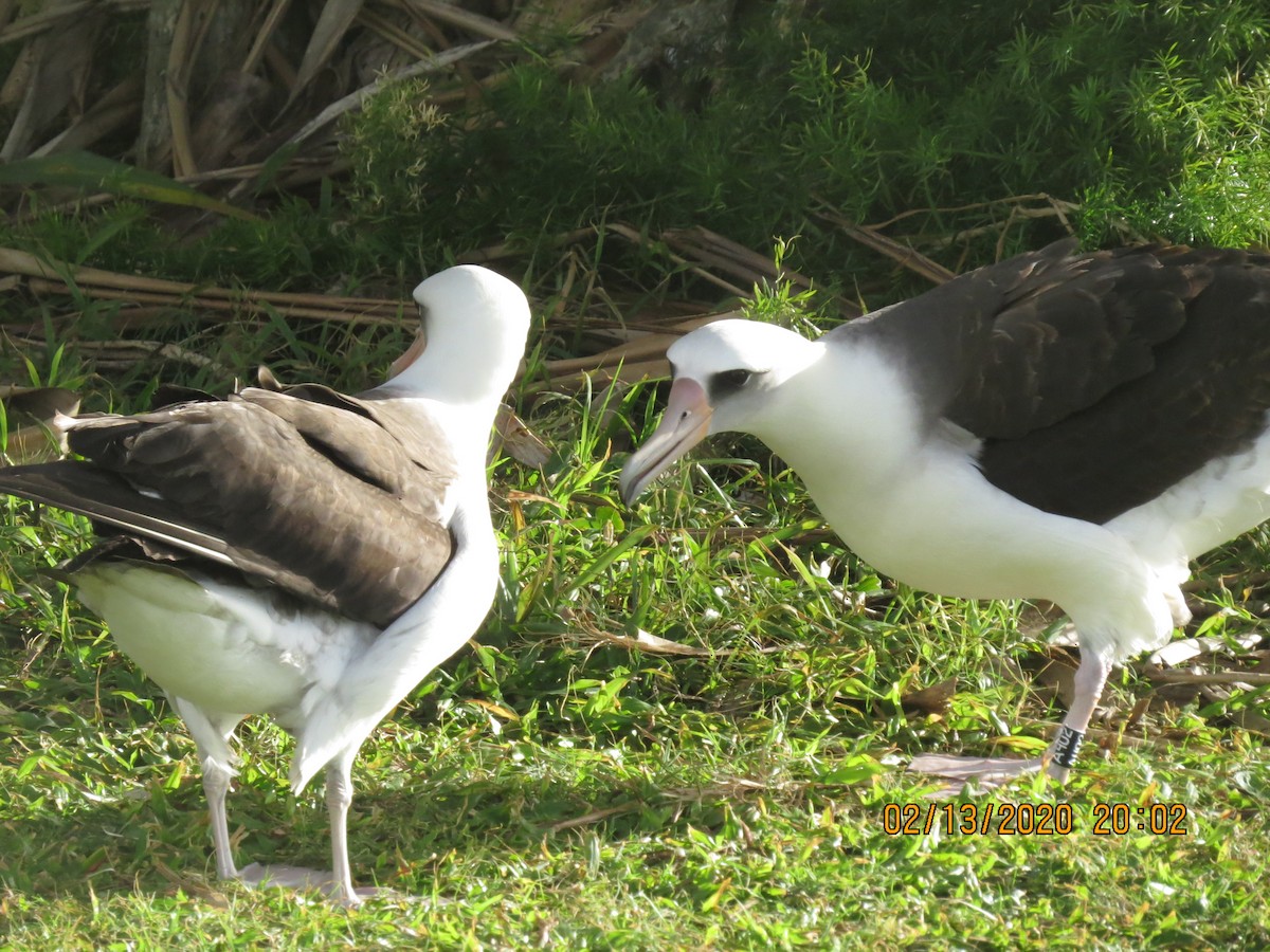 Laysan Albatross - Michael Simmons