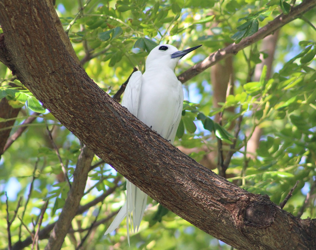 White Tern - ML209077601