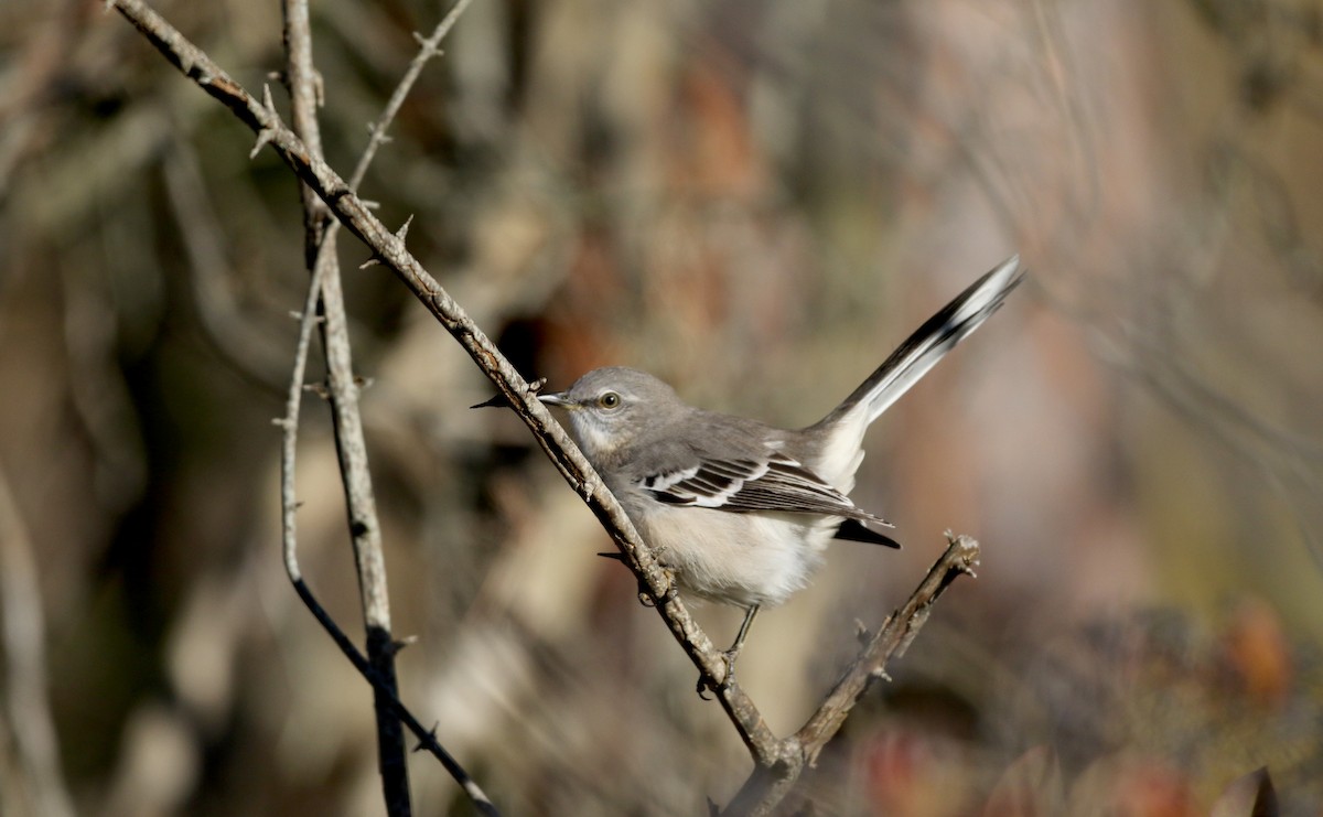 Northern Mockingbird - Jay McGowan