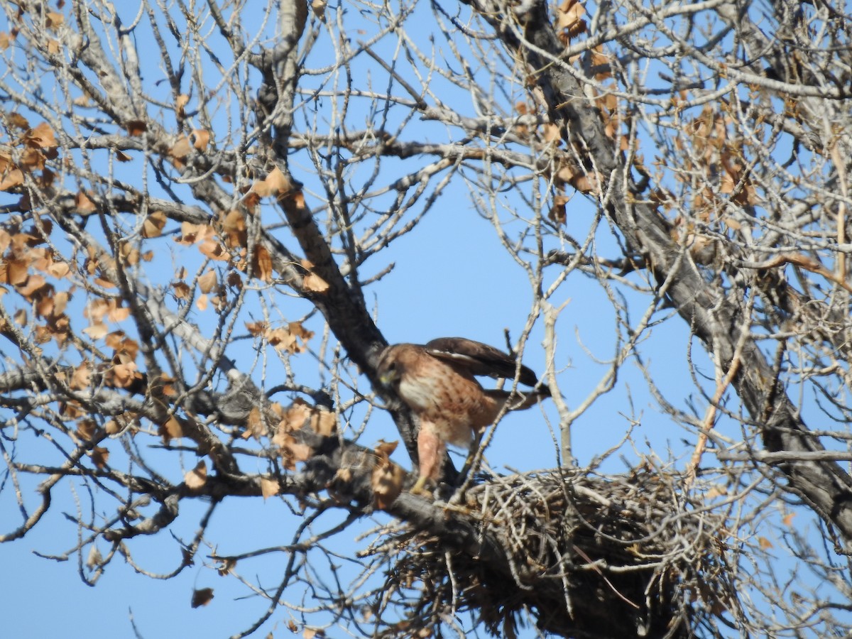 Red-tailed Hawk - ML209079041