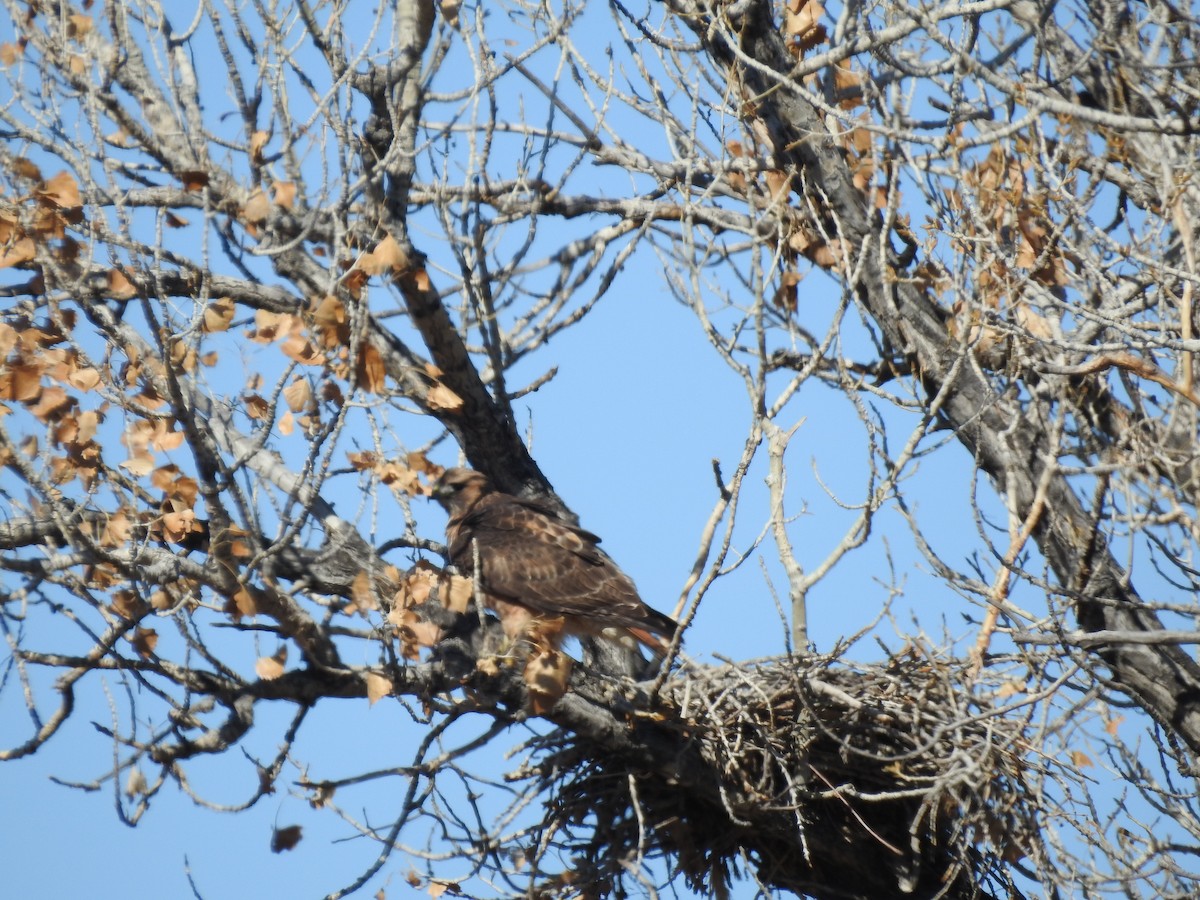 Red-tailed Hawk - ML209079051