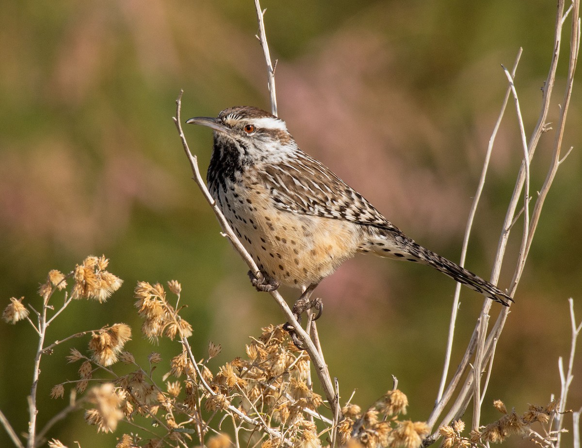 Cactus Wren - Alison Davies