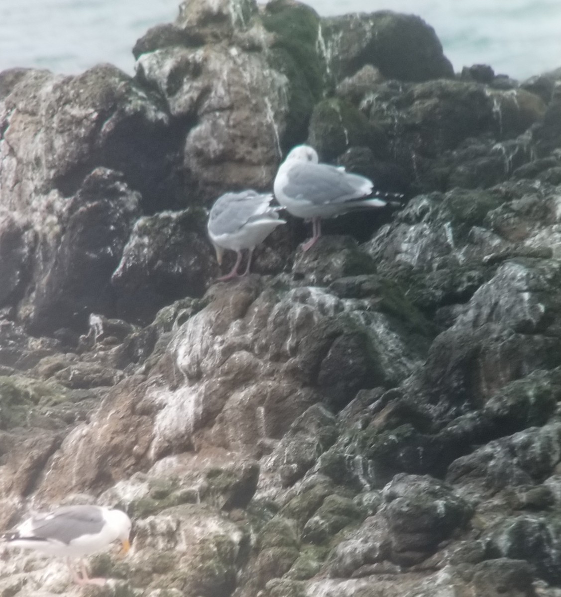 Glaucous-winged Gull - ML209080371